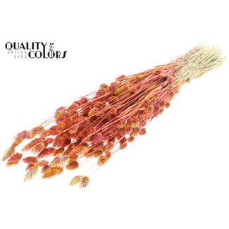 QC Getrocknete Phalaris | Farbe: Mehrfarbig Kirschfarben | Kanariengras Trockenblumen | Länge ± 60 Zentimeter | Gewicht 220 Gramm | Pro Bund