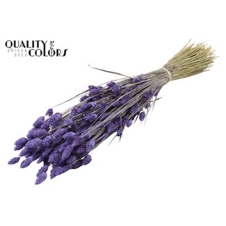 QC Gedroogde Phalaris | Kleur: Frosted Milkapaars | Kanariegras Droogbloemen | Lengte ± 60 centimeter | Gewicht 220 gram | Per bos