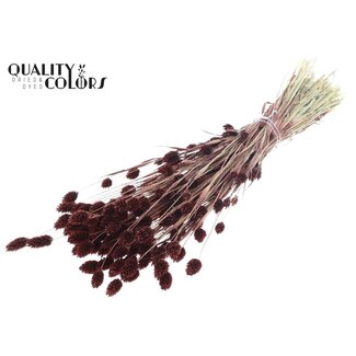 QC Gedroogde Phalaris | Kleur: Bruin | Kanariegras Droogbloemen | Lengte ± 60 centimeter | Gewicht 220 gram | Per bos