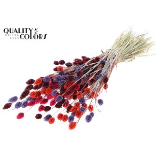 QC Dried Phalaris "Colourful 9" | Colour: Mixed Colours | Canary Grass Dried Flowers | Length ± 60 centimetres | Weight 220 grams | Per bunch