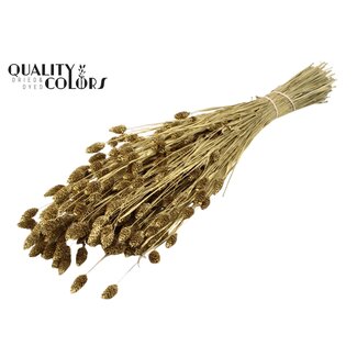 QC Getrocknete Phalaris | Farbe: Goldfarben | Kanariengras Trockenblumen | Länge ± 60 Zentimeter | Gewicht 220 Gramm | Pro Bund