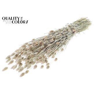 QC Getrocknete Phalaris | Farbe: Perlweiß | Kanariengras Trockenblumen | Länge ± 60 Zentimeter | Gewicht 220 Gramm | Pro Bund