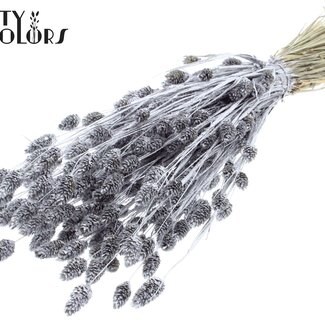 QC Getrocknete Phalaris | Farbe: Silberfarben mit Glitzer | Kanariengras Trockenblumen | Länge ± 60 Zentimeter | Gewicht 220 Gramm | Pro Bund