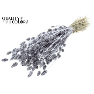 QC Getrocknete Phalaris | Farbe: Silberfarben mit Glitzer | Kanariengras Trockenblumen | Länge ± 60 Zentimeter | Gewicht 220 Gramm | Pro Bund