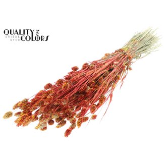 QC Dried Phalaris | Colour: Multicoloured Red | Canary Grass Dried Flowers | Length ± 60 centimetres | Weight 220 grams | Per bunch