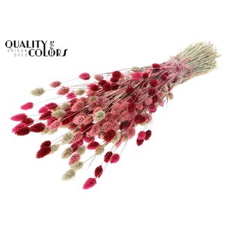 QC Getrocknete Phalaris "Lady Mix" | Farbe: Gemischte Farben | Kanariengras Trockenblumen | Länge ± 60 Zentimeter | Gewicht 220 Gramm | Pro Bund