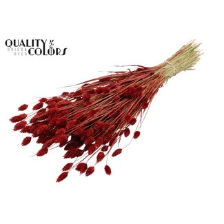 QC Dried Phalaris | Colour: Red | Canary Grass Dried Flowers | Length ± 60 centimetres | Weight 220 grams | Per bunch