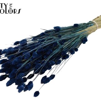 QC Getrocknete Phalaris | Farbe: Dunkelblau | Kanariengras Trockenblumen | Länge ± 60 Zentimeter | Gewicht 220 Gramm | Pro Bund