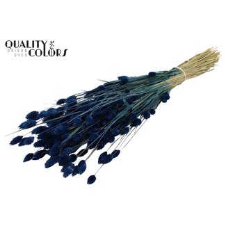 QC Getrocknete Phalaris | Farbe: Dunkelblau | Kanariengras Trockenblumen | Länge ± 60 Zentimeter | Gewicht 220 Gramm | Pro Bund