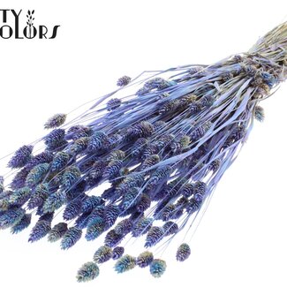 QC Dried Phalaris | Colour: Multicoloured Light Blue | Canary Grass Dried Flowers | Length ± 60 centimetres | Weight 220 grams | Per bunch
