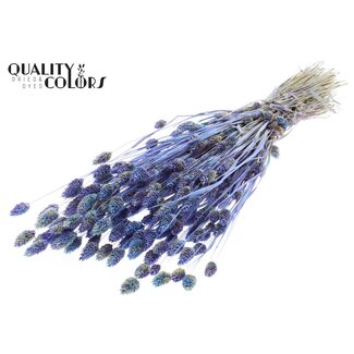 QC Getrocknete Phalaris | Farbe: Mehrfarbig Hellblau | Kanariengras Trockenblumen | Länge ± 60 Zentimeter | Gewicht 220 Gramm | Pro Bund