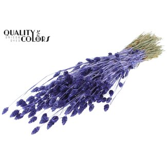 QC Gedroogde Phalaris | Kleur: Metallic Paars | Kanariegras Droogbloemen | Lengte ± 60 centimeter | Gewicht 220 gram | Per bos