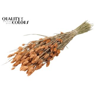 QC Getrocknete Phalaris | Farbe: Frostiges Lachsfarben | Kanariengras Trockenblumen | Länge ± 60 Zentimeter | Gewicht 220 Gramm | Pro Bund
