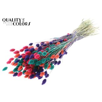 QC Getrocknete Phalaris "Bunt 4" | Farbe: Gemischte Farben | Kanariengras Trockenblumen | Länge ± 60 Zentimeter | Gewicht 220 Gramm | Pro Bund