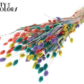 QC Gedroogde Phalaris "Kleurrijk 5" | Kleur: Gemengde Kleuren | Kanariegras Droogbloemen | Lengte ± 60 centimeter | Gewicht 220 gram | Per bos