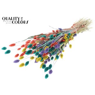 QC Getrocknete Phalaris "Farbenfroh 5" | Farbe: Gemischte Farben | Kanariengras Trockenblumen | Länge ± 60 Zentimeter | Gewicht 220 Gramm | Pro Bund