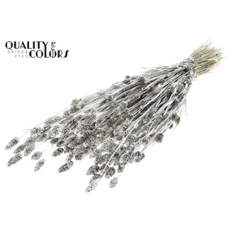QC Getrocknete Phalaris | Farbe: Platinfarben mit Glitter | Kanariengras Trockenblumen | Länge ± 60 Zentimeter | Gewicht 220 Gramm | Pro Bund