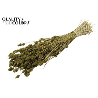 QC Dried Phalaris | Colour: Olive Green | Canary Grass Dried Flowers | Length ± 60 centimetres | Weight 220 grams | Per bunch