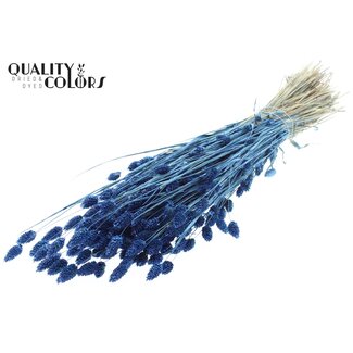 QC Getrocknete Phalaris | Farbe: Perlenblau | Kanariengras Trockenblumen | Länge ± 60 Zentimeter | Gewicht 220 Gramm | Pro Bund
