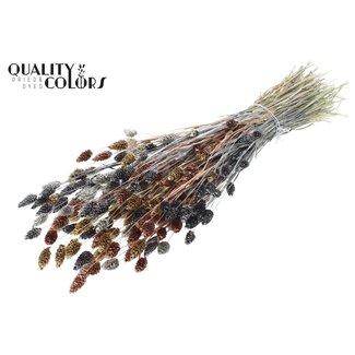QC Gedroogde Phalaris "Metallic Marmer Mix" | Kleur: Gemengde Kleuren | Kanariegras Droogbloemen | Lengte ± 60 centimeter | Gewicht 220 gram | Per bos