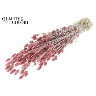 QC Gedroogde Phalaris | Kleur: Pearl Roze | Kanariegras Droogbloemen | Lengte ± 60 centimeter | Gewicht 220 gram | Per bos