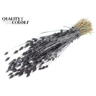 QC Getrocknete Phalaris | Farbe: Metallic Graphit | Kanariengras Trockenblumen | Länge ± 60 Zentimeter | Gewicht 220 Gramm | Pro Bund