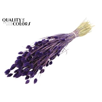 QC Getrocknete Phalaris | Farbe: Lila | Kanariengras Trockenblumen | Länge ± 60 Zentimeter | Gewicht 220 Gramm | Pro Bund