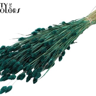 QC Phalaris séchée | Couleur : Turquoise | Herbe des Canaries Fleurs séchées | Longueur ± 60 centimètres | Poids 220 grammes | Par bouquet