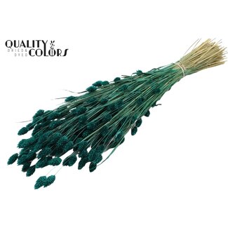 QC Gedroogde Phalaris | Kleur: Turquoise | Kanariegras Droogbloemen | Lengte ± 60 centimeter | Gewicht 220 gram | Per bos