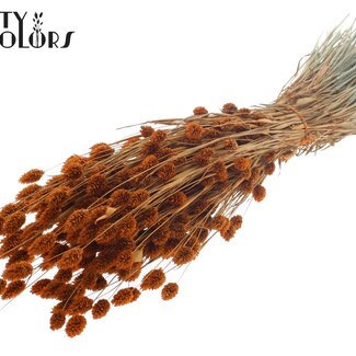 QC Gedroogde Phalaris | Kleur: Terracotta | Kanariegras Droogbloemen | Lengte ± 60 centimeter | Gewicht 220 gram | Per bos