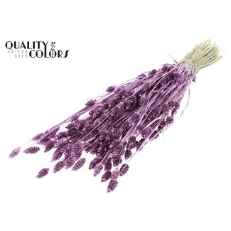 QC Dried Phalaris | Colour: Metallic Pink with Glitter | Canary Grass Dried Flowers | Length ± 60 centimetres | Weight 220 grams | Per bunch