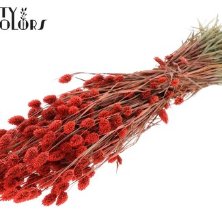 QC Phalaris séché | Couleur : Corail | Herbe des Canaries Fleurs séchées | Longueur ± 60 centimètres | Poids 220 grammes | Par bouquet