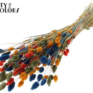 QC Getrocknete Phalaris "Bunt 6" | Farbe: Gemischte Farben | Kanariengras Trockenblumen | Länge ± 60 Zentimeter | Gewicht 220 Gramm | Pro Bund