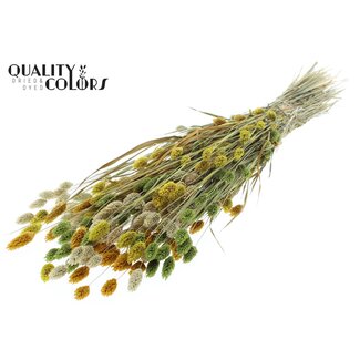 QC Gedroogde Phalaris "Summer Mix" | Kleur: Gemengde Kleuren | Kanariegras Droogbloemen | Lengte ± 60 centimeter | Gewicht 220 gram | Per bos