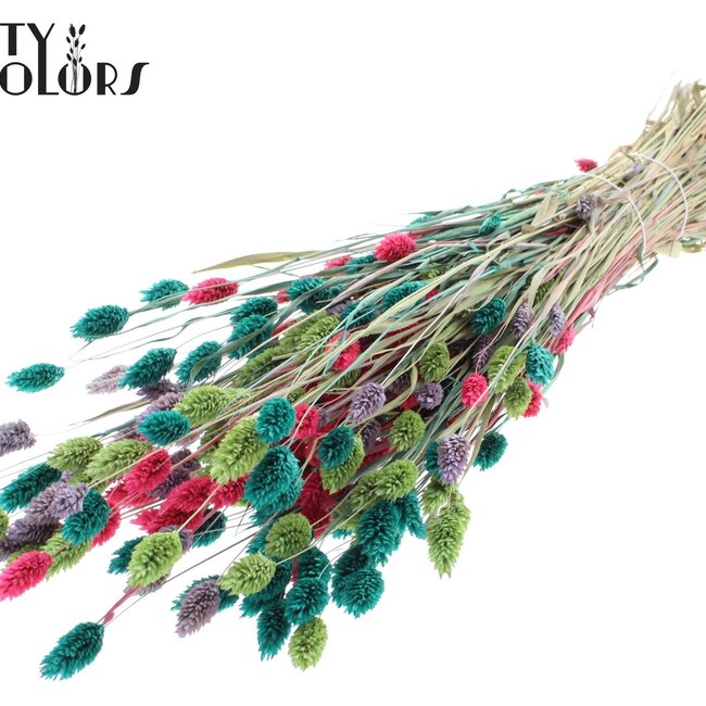 Phalaris séchée "Coloré 7" | Couleur : Couleurs Mélangées | Herbe des Canaries Fleurs Séchées | Longueur ± 60 centimètres | Poids 220 grammes | Par bouquet