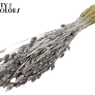 QC Gedroogde Phalaris | Kleur: Zilverkleurig | Kanariegras Droogbloemen | Lengte ± 60 centimeter | Gewicht 220 gram | Per bos
