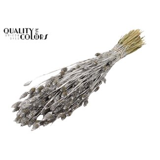 QC Getrocknete Phalaris | Farbe: Silberfarben | Kanariengras Trockenblumen | Länge ± 60 Zentimeter | Gewicht 220 Gramm | Pro Bund