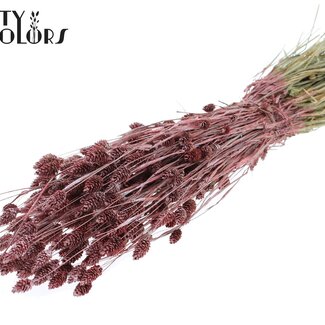 QC Getrocknete Phalaris | Farbe: Metallic Rot | Kanariengras Trockenblumen | Länge ± 60 Zentimeter | Gewicht 220 Gramm | Pro Bund