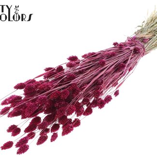 QC Getrocknete Phalaris | Farbe: Fliederfarben | Kanariengras Trockenblumen | Länge ± 60 Zentimeter | Gewicht 220 Gramm | Pro Bund