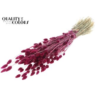 QC Dried Phalaris | Colour: Lilac | Canary Grass Dried Flowers | Length ± 60 centimetres | Weight 220 grams | Per bunch
