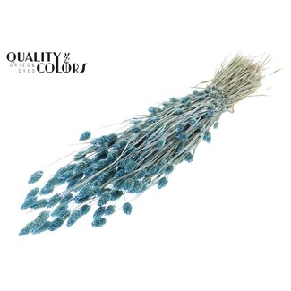 QC Gedroogde Phalaris | Kleur: Pearl Lichtblauw | Kanariegras Droogbloemen | Lengte ± 60 centimeter | Gewicht 220 gram | Per bos