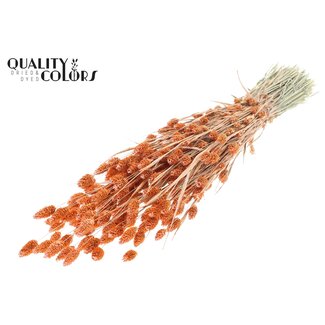 QC Getrocknete Phalaris | Farbe: Perlenorange | Kanariengras Trockenblumen | Länge ± 60 Zentimeter | Gewicht 220 Gramm | Pro Bund