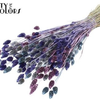 QC Gedroogde Phalaris "Metallic Galaxy Mix" | Kleur: Gemengde Kleuren | Kanariegras Droogbloemen | Lengte ± 60 centimeter | Gewicht 220 gram | Per bos