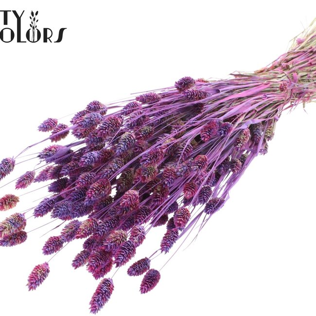Phalaris séchée | Couleur : Multicolore Lait violet | Herbe des Canaries Fleurs séchées | Longueur ± 60 centimètres | Poids 220 grammes | Par bouquet