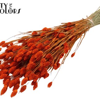 QC Gedroogde Phalaris | Kleur: Oranje | Kanariegras Droogbloemen | Lengte ± 60 centimeter | Gewicht 220 gram | Per bos