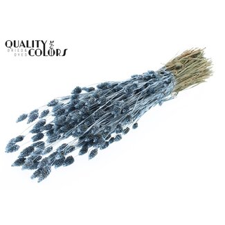 QC Getrocknete Phalaris | Farbe: Metallic Blau | Kanariengras Trockenblumen | Länge ± 60 Zentimeter | Gewicht 220 Gramm | Pro Bund