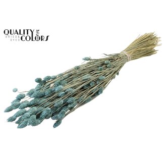 QC Getrocknete Phalaris | Farbe: Frosted Hellblau | Kanariengras Trockenblumen | Länge ± 60 Zentimeter | Gewicht 220 Gramm | Pro Bund