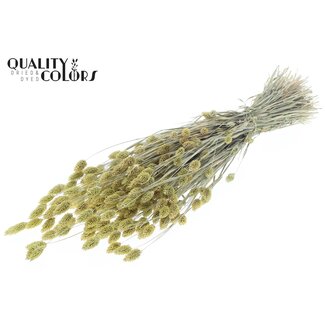 QC Phalaris séchée | Couleur : Jaune clair givré | Herbe canari fleurs séchées | Longueur ± 60 centimètres | Poids 220 grammes | Par bouquet