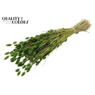 QC Dried Phalaris | Colour: Light Green | Canary Grass Dried Flowers | Length ± 60 centimetres | Weight 220 grams | Per bunch