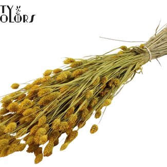 QC Phalaris séchée | Couleur : Jaune | Fleurs séchées de canari | Longueur ± 60 centimètres | Poids 220 grammes | Par bouquet